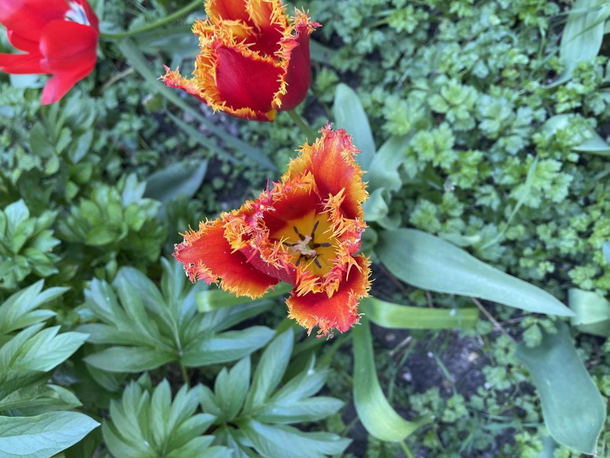 Appartamento Au Jardin De La Basilique Boulogne-sur-Mer Esterno foto