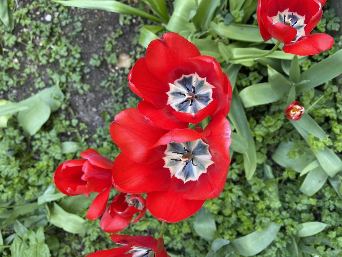 Appartamento Au Jardin De La Basilique Boulogne-sur-Mer Esterno foto